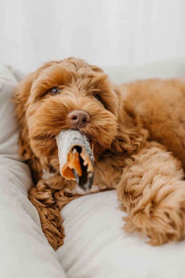 Honden snacks