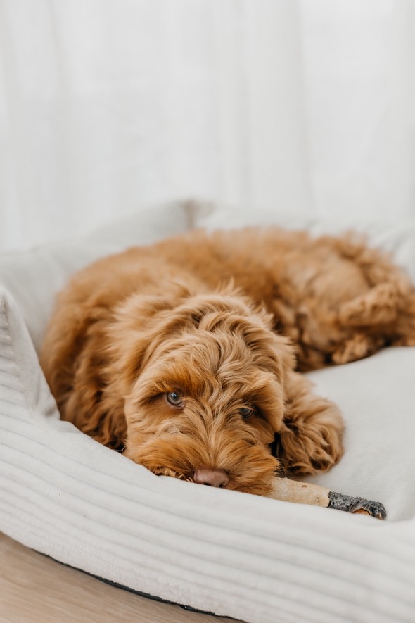 Natuurlijke honden snacks