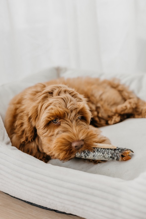 Natuurlijke honden snacks