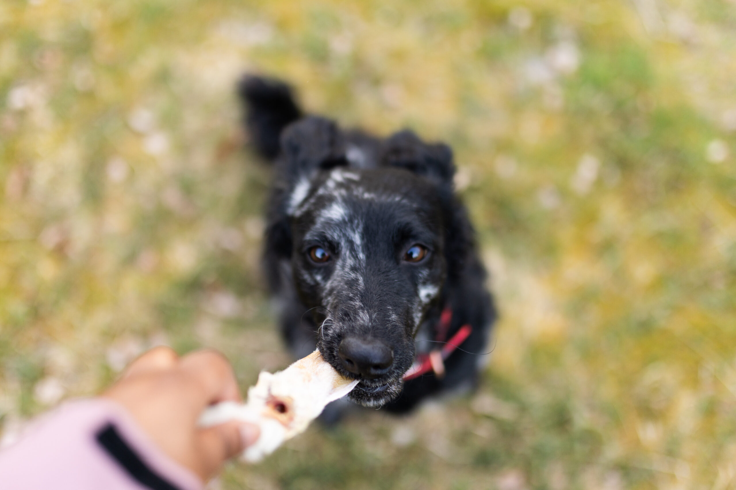 Natuurlijke honden snacks