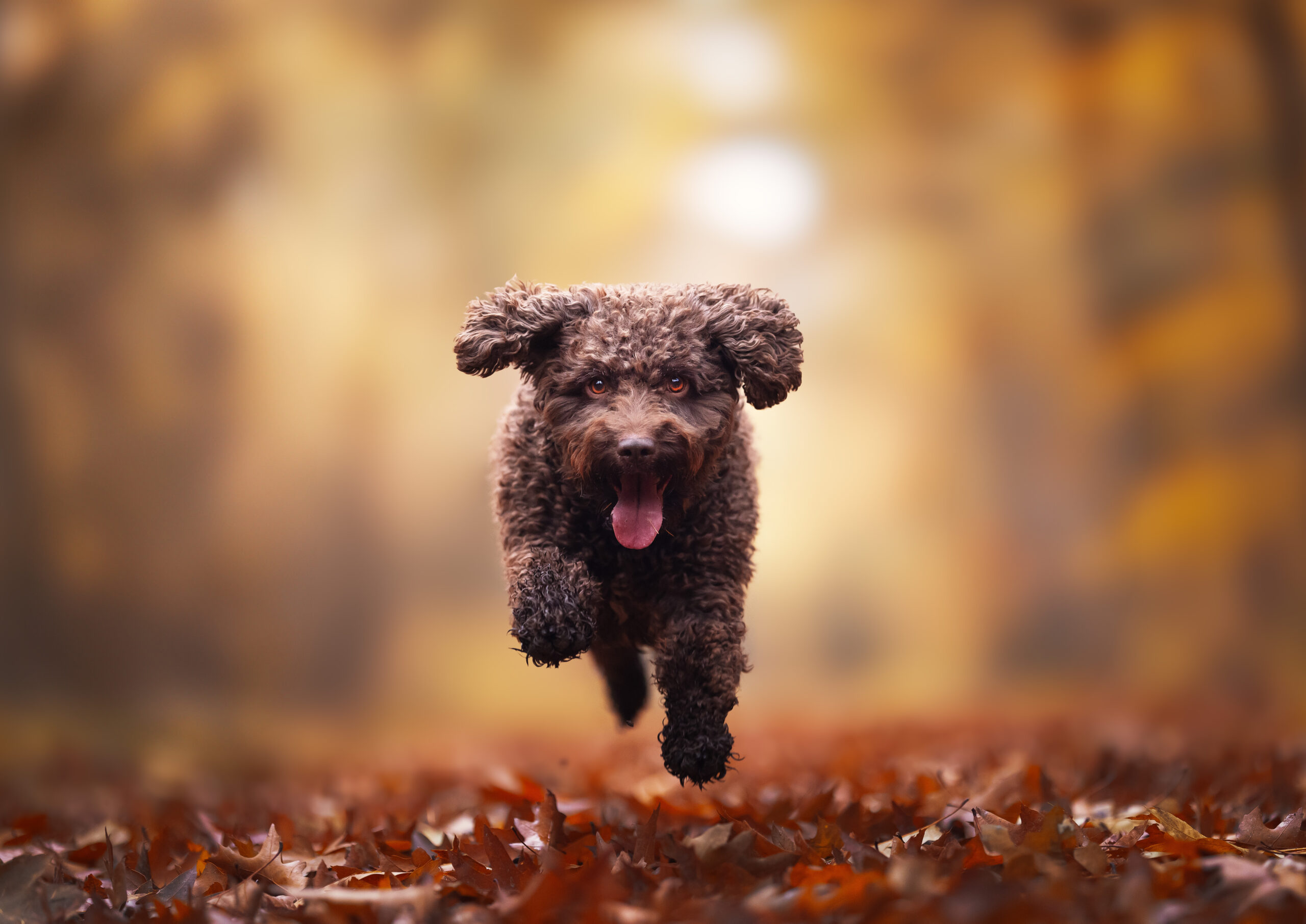 Natuurlijke honden snacks